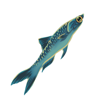 Raw Anchovy