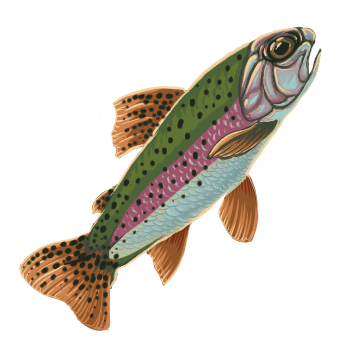 Raw Trout